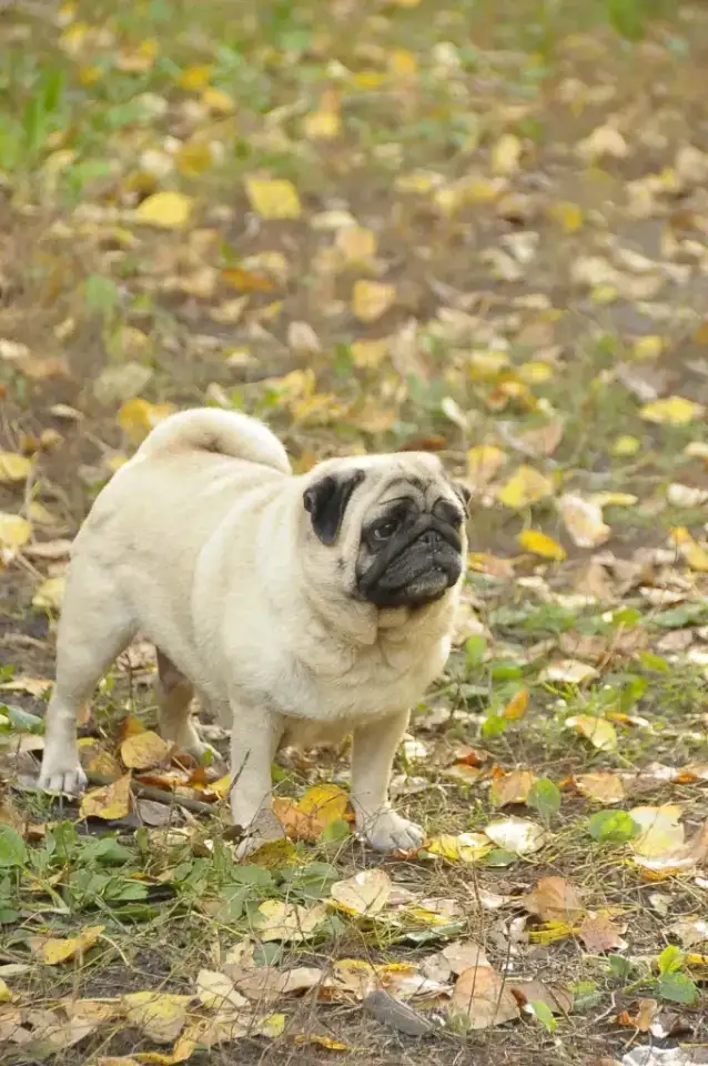 Мопсята девочки, фотография 1