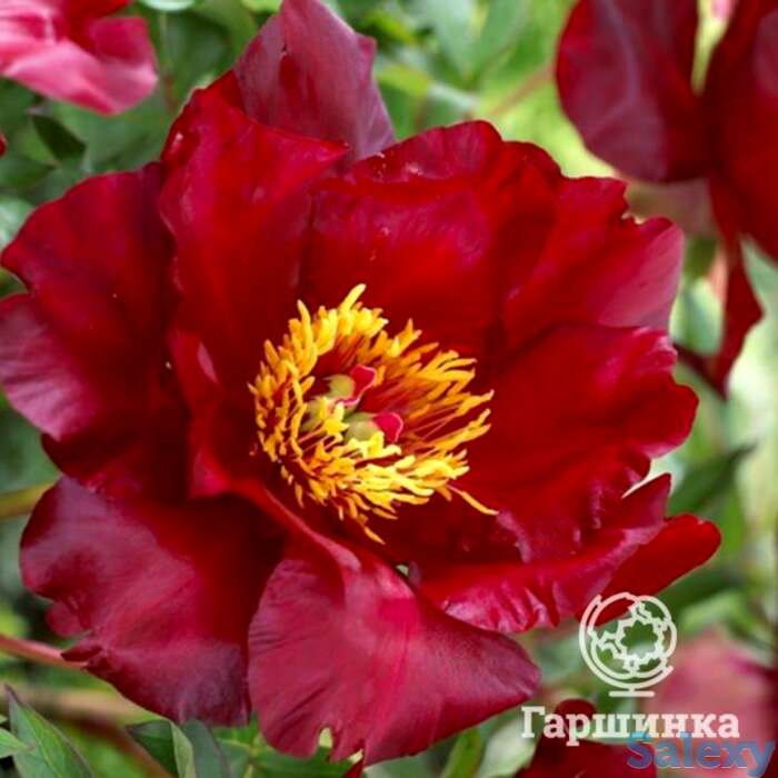 Пион-ито скарлет хевен, фотография 1