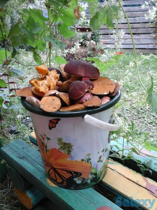 зимний дом в красивейшем месте новгородской области, фотография 6