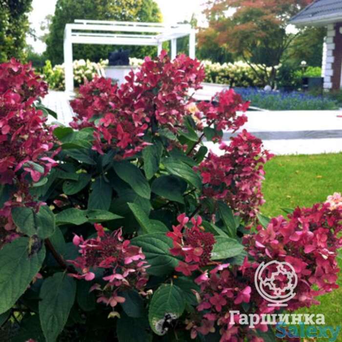 Гортензия вимс ред, фотография 1