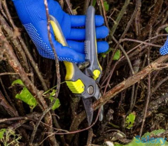 Обрезка плодово-ягодных растений, фотография 1