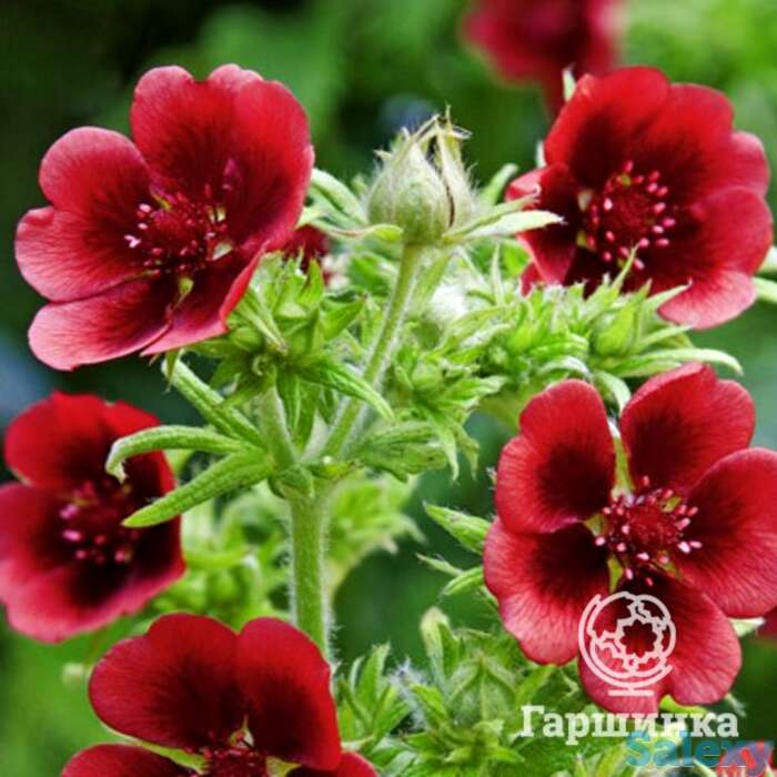 Лапчатка травянистая Монарх Вельвет, фотография 1