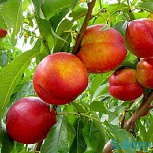 Саженец нектарина 