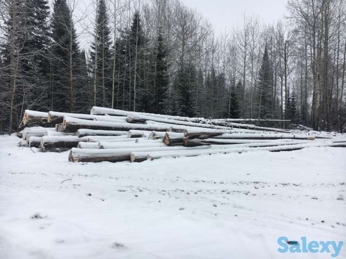 Продам хлыст пихтача, пиломатериал, кругляк лес круг, фотография 5