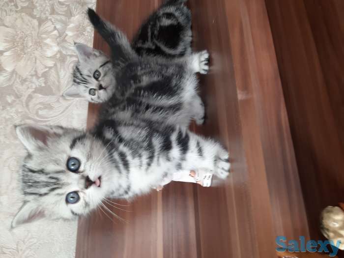 Британские котята, фотография 4