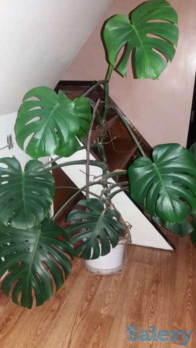 Цветок Лиана (Монстера), фотография 1