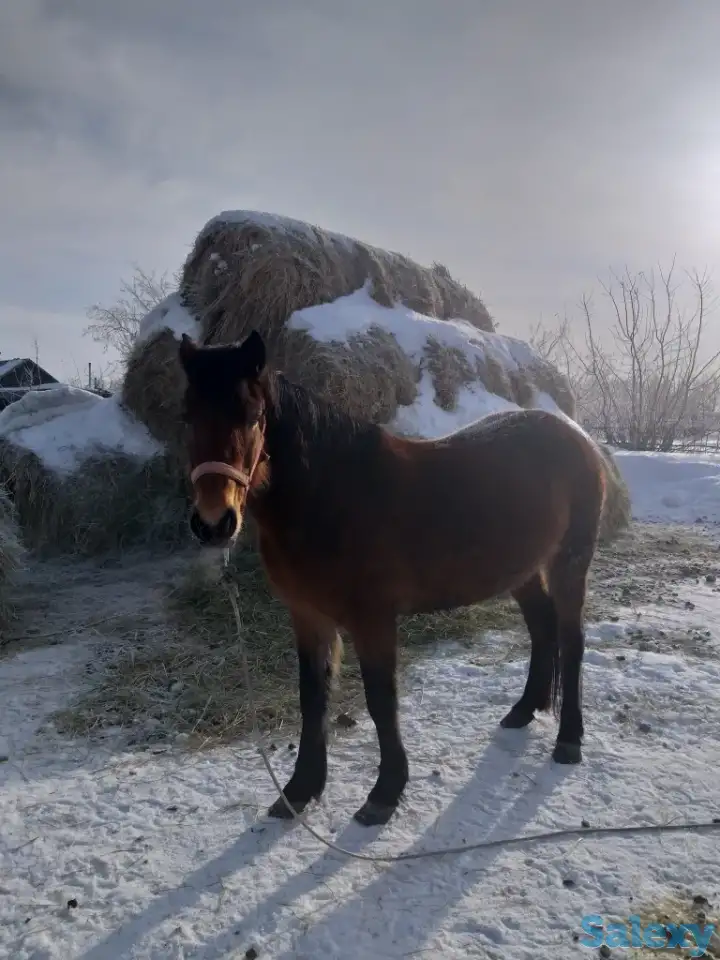 Продам лошадей, фотография 6