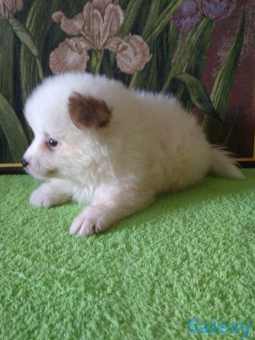 Продам мальчишек шпицов, фотография 10