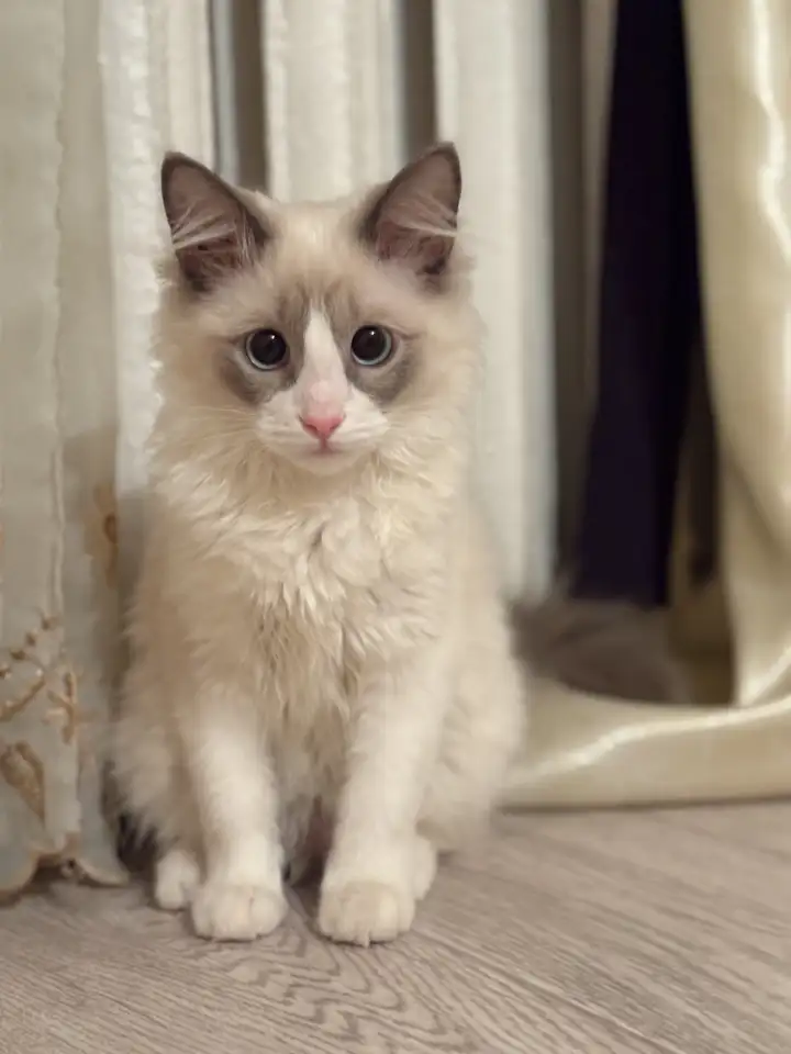 Котенок в прадаже, фотография 4