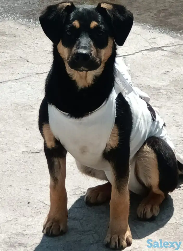 Зита ищет дом. Доставлю!, фотография 1