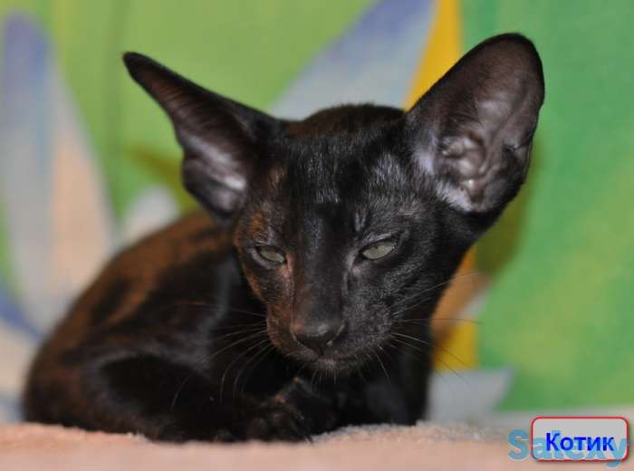 Ориентальные котята, фотография 4