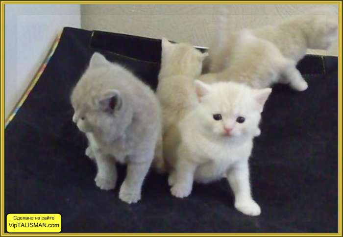 Продаю котят Скоттиш-Страйт, фотография 6