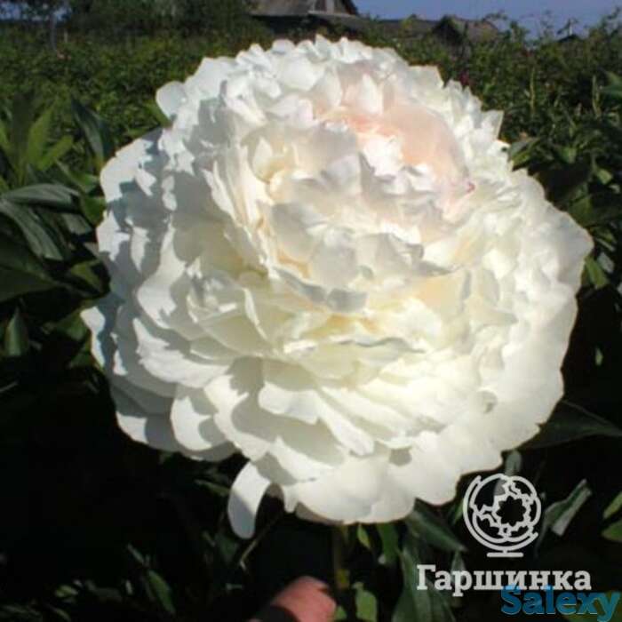 Пион элис хардинг, фотография 1