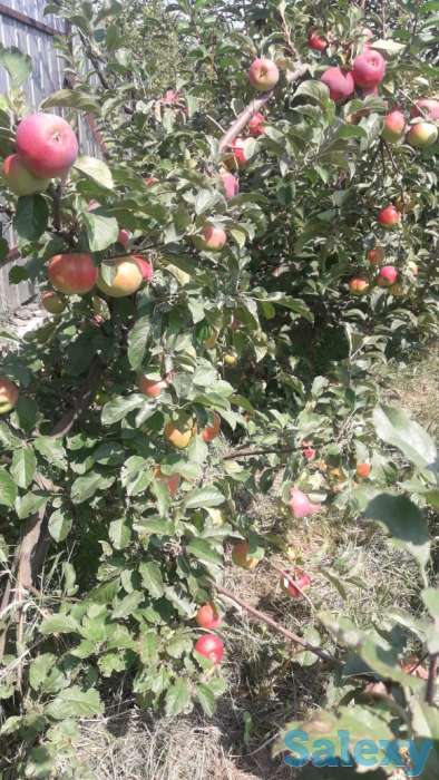 Плодовые деревья, фотография 3