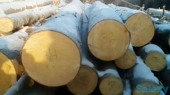 Лес кругляк, пиловочник, фотография 1