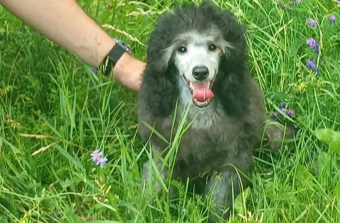 Породистые щенки малого и миниатюрного  карликового пуделя, фотография 6