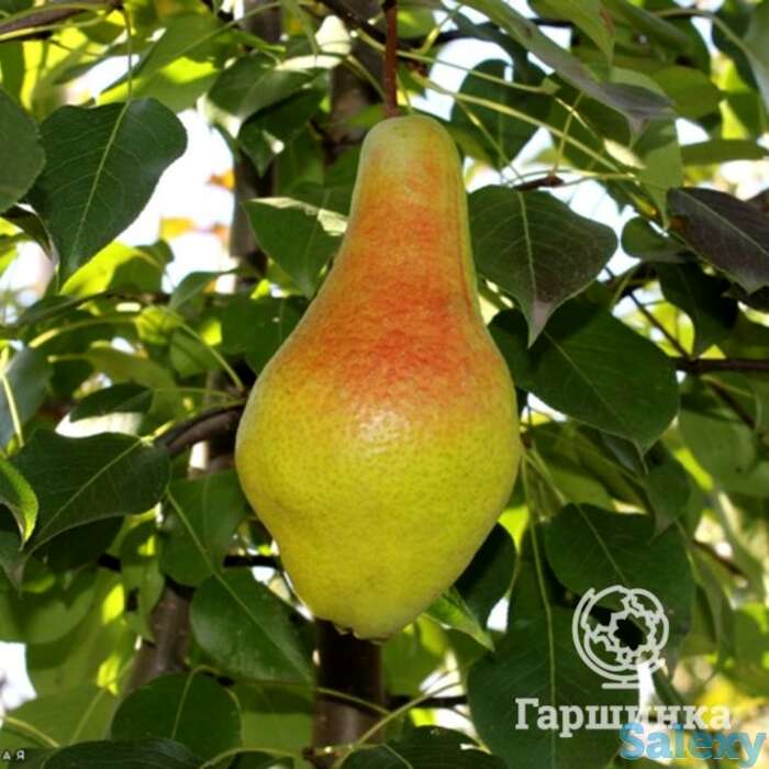 Груша яковлевская, фотография 1