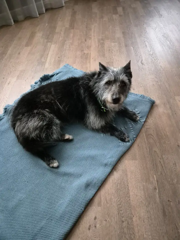 Умная, ответственная и добрая Собака, фотография 1