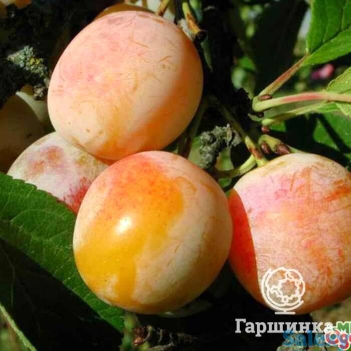 Слива яхонтовая, фотография 1