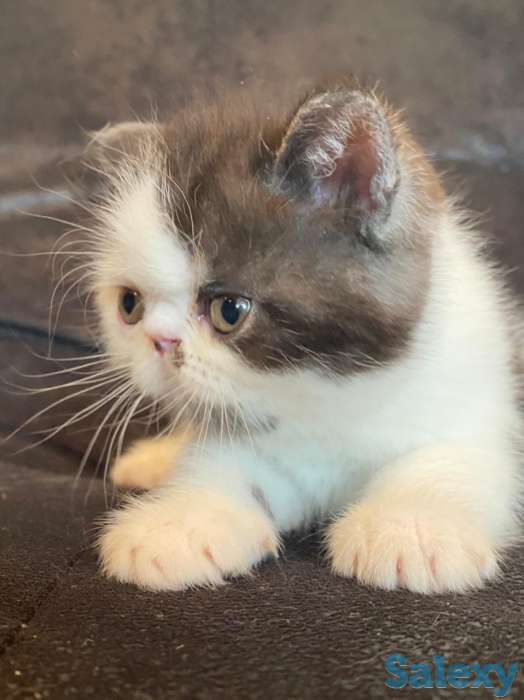 Котята экзоты, фотография 3