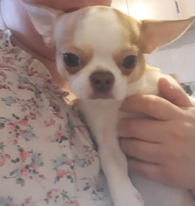 Предлагается чихуахуа мальчик 1 год с документами., фотография 1