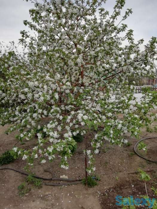 Дача 6 соток. Бобровка 4е дачи, фотография 2