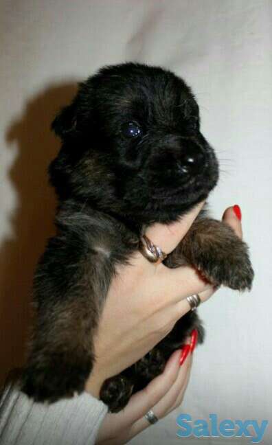 Щенки немецкой овчарки, фотография 3