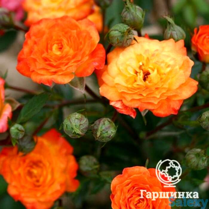 Роза Санмейд миниатюрная, фотография 1