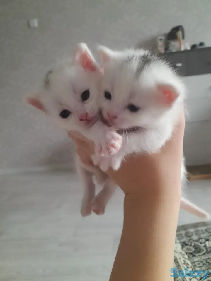 Отдам котят, фотография 5