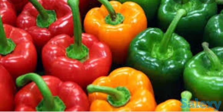 Рассада перца, фотография 2