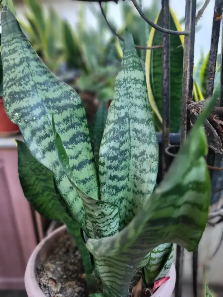 Продам Сансевиерию, фотография 2