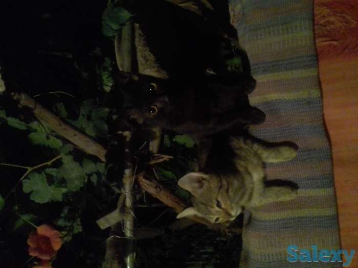 Отдадим ласковых,  добрых, ручных котят  даром в надежные , заботливые , добрые руки.  Знают двор, не боятся собак., фотография 5