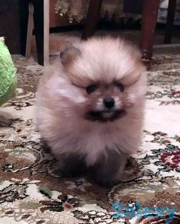 Немецкий цвергшпиц ( померанец), фотография 1