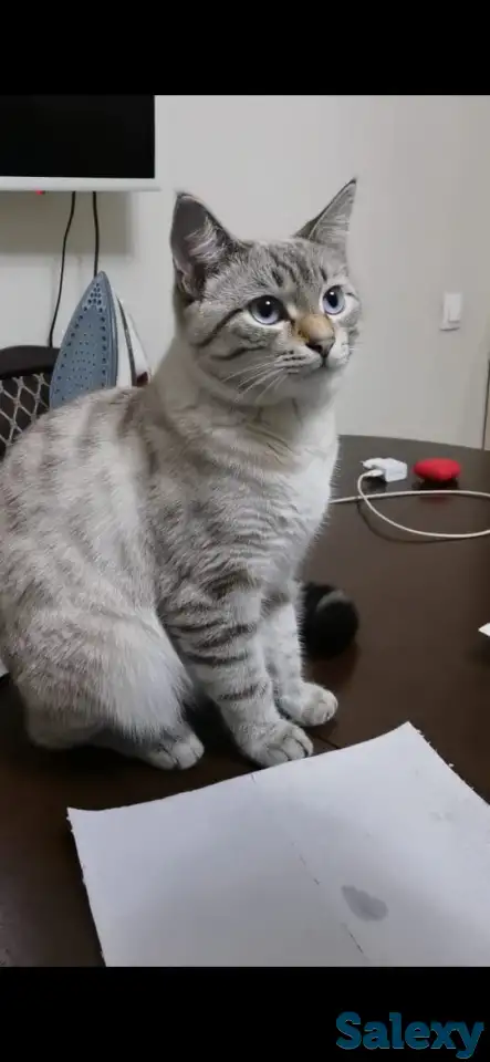 Пропал кот, фотография 3