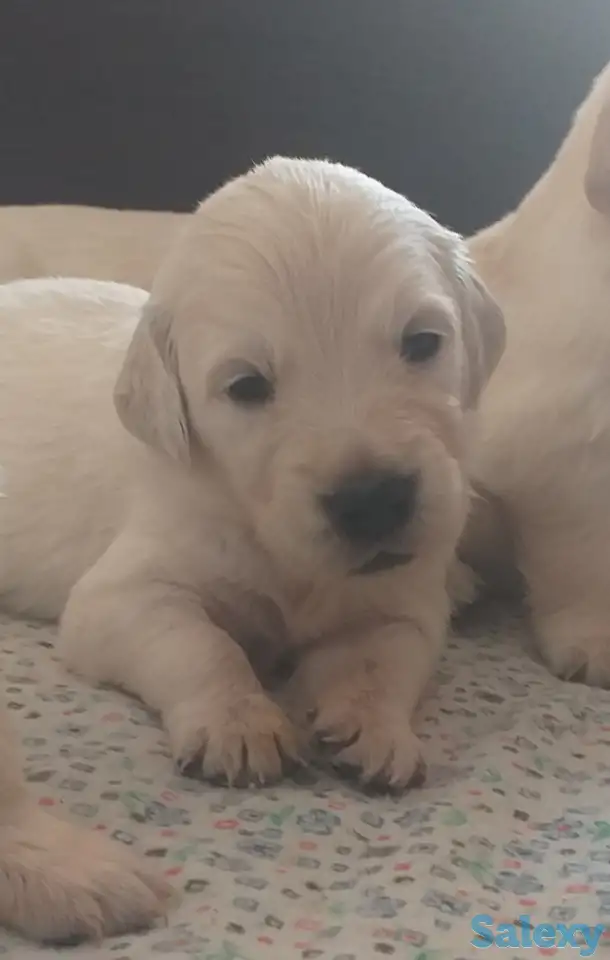 Продаются щенки породы Золотистый Ретривер, фотография 5