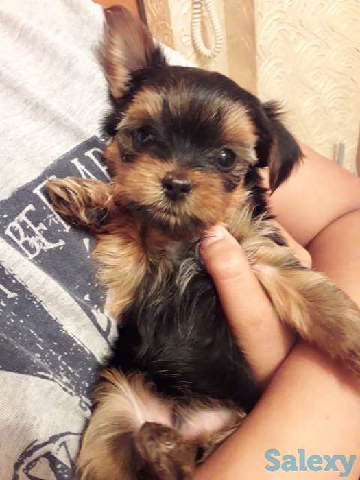 Очаровательные щенки йорка, фотография 3