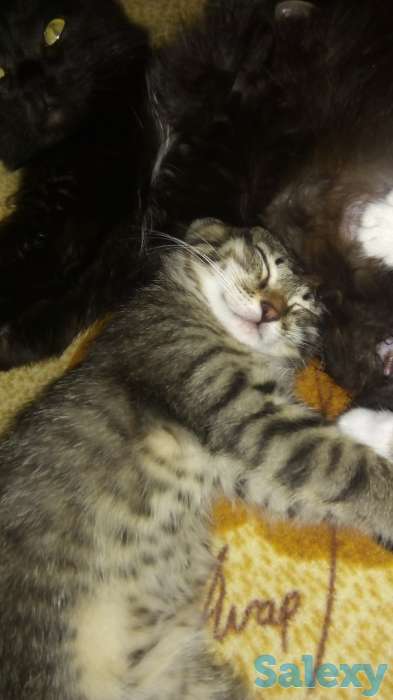 отдам котят в добрые руки, фотография 4