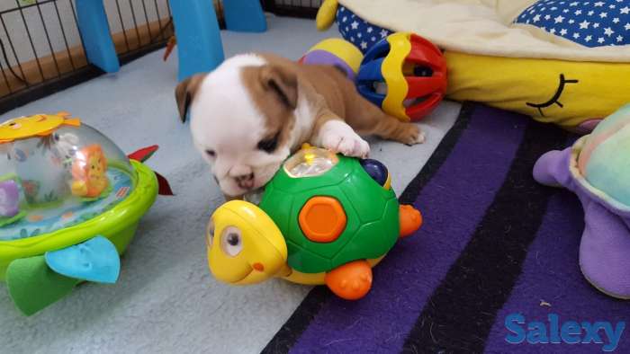 Мальчик бело-рыжий, фотография 3