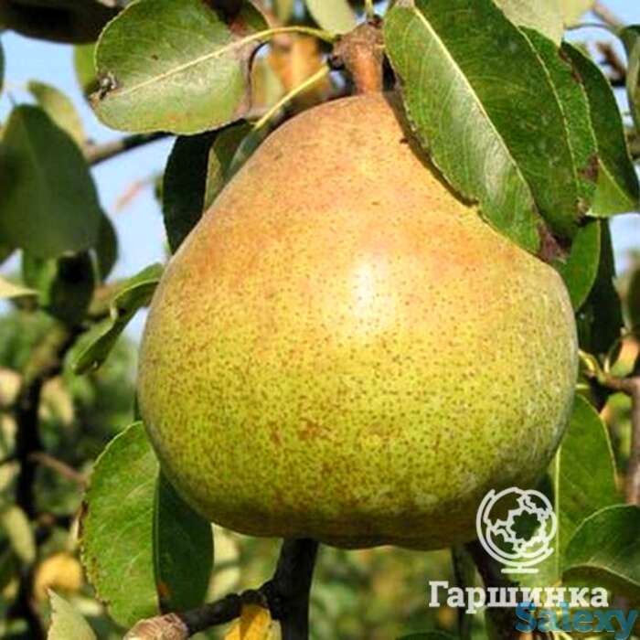 Груша валентина, фотография 1