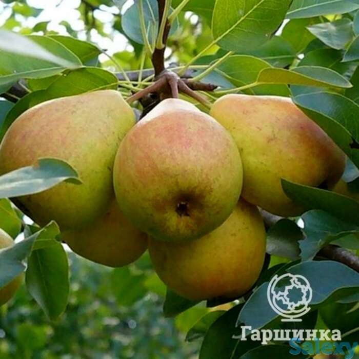 Груша ровесница, фотография 1