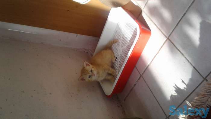 Страйты на счастье и здоровье, фотография 2