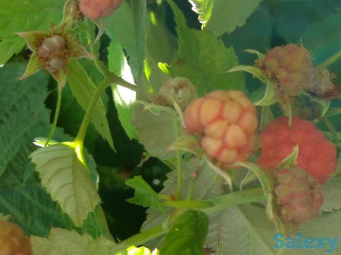 Продам дачу, фотография 1