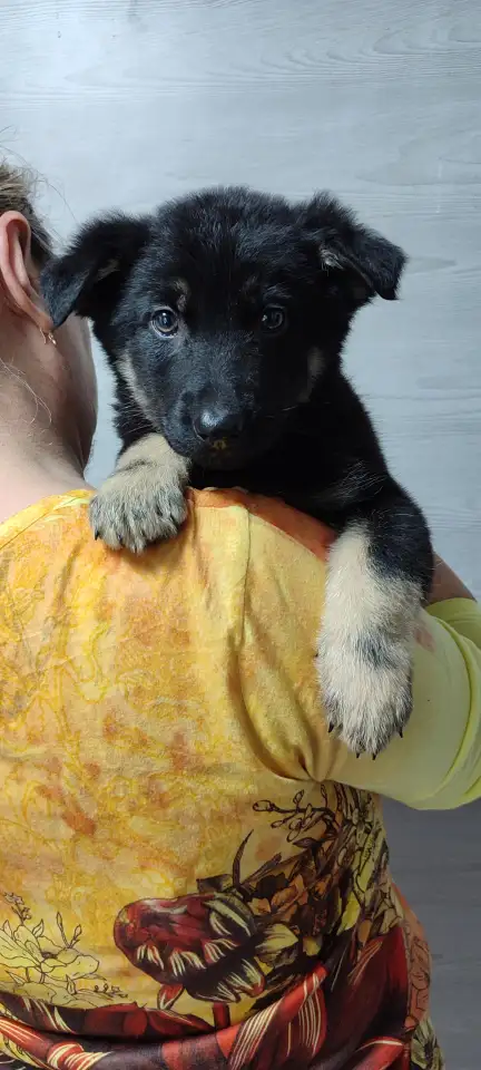 Чистокровные щенки Восточноевропейской овчарки, фотография 3