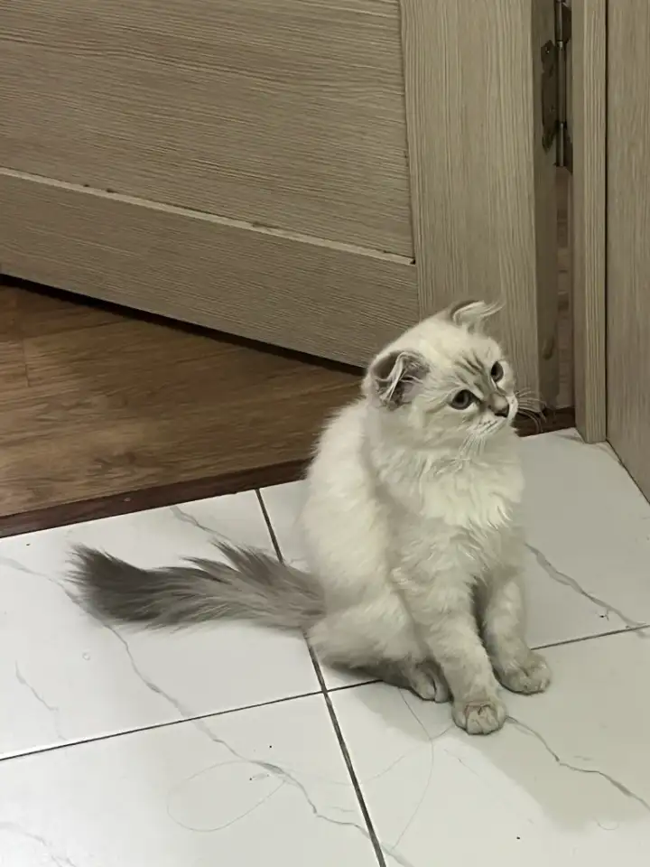 Продаю Кошку 5-6 месячную в добрые руки, фотография 4