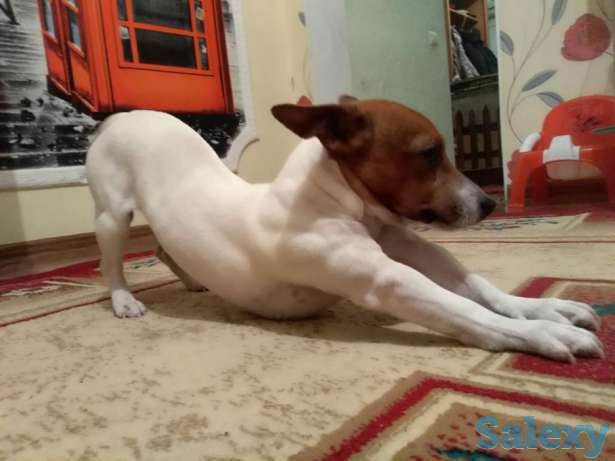 Молодой европеец на вязку, фотография 1