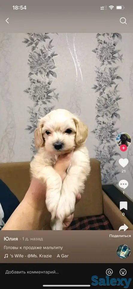 Продажа мальтипу, фотография 4