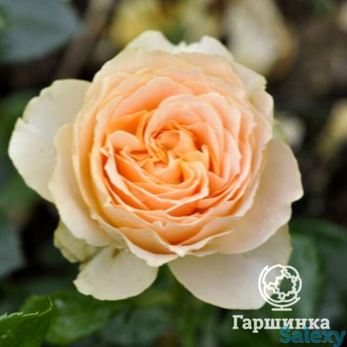 Роза генриетта барнетт, харкнесс, фотография 1