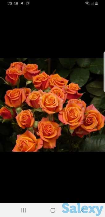 Саженец розы чайно - гибридные среднерослые Сербия, фотография 1