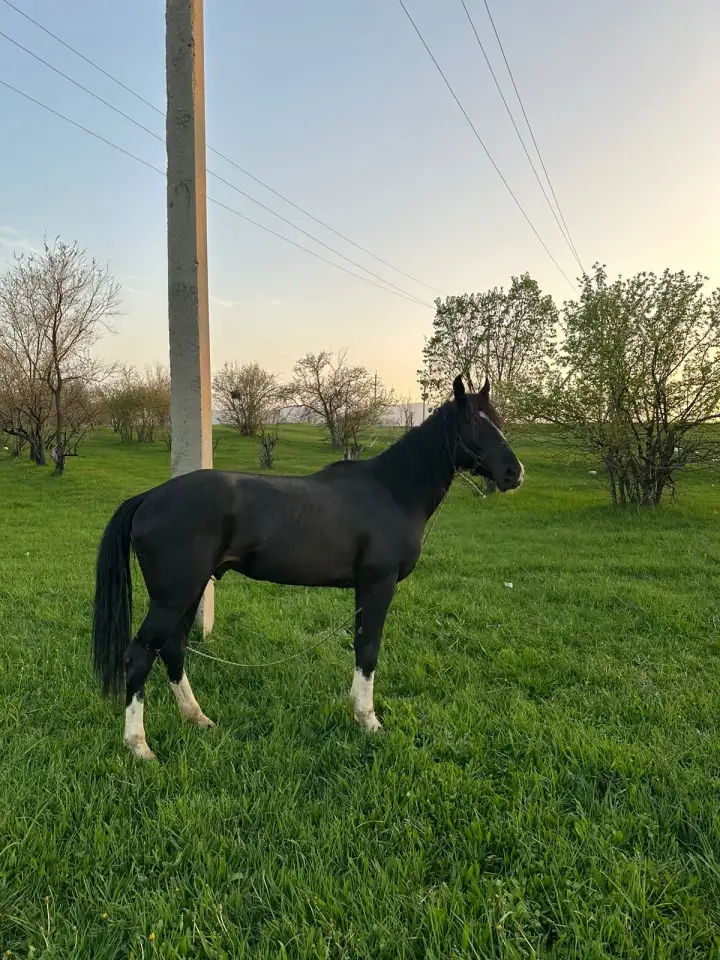 Срочно продам, фотография 3