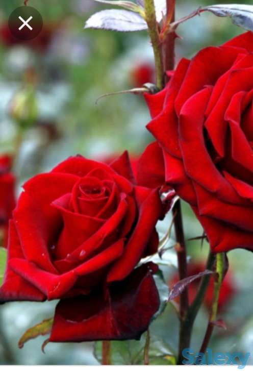 Саженцы роз 